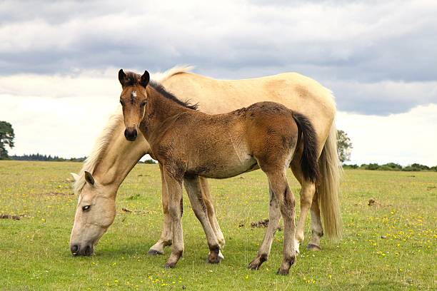 istock wild palomino mare grazes bay foal stands by her side 159415231