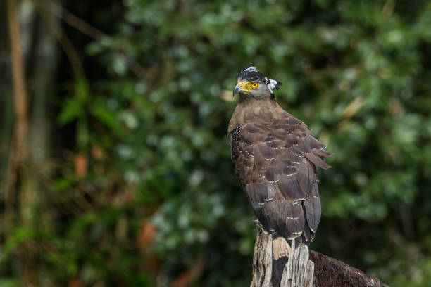 istock Dorsal view of the Crested Serpent Eagle on a stump puffing its crest 1594155101