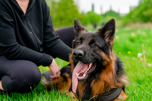 German shepherd dog in harness with owner out for a walk lying, running, walking on the grass in sunny summer day