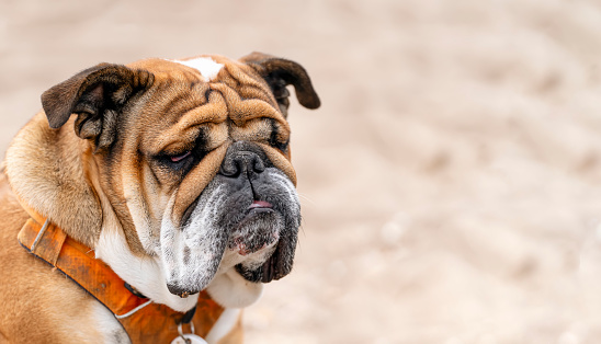 Sad Red english british Bulldog sitting on seaside at sunse in summer