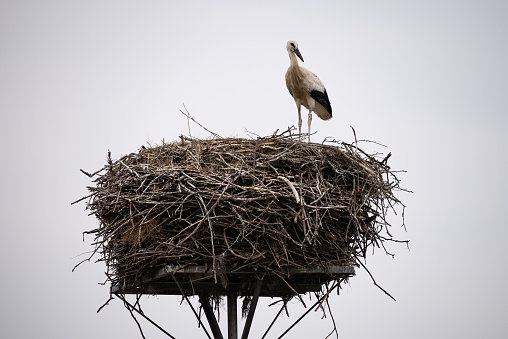 A white stork with chicks sits in the nest. A stork defends the nest. A stork with outstretched wings flies past the nest. Ciconia in village, countryside in Europe.