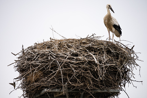 A white stork with chicks sits in the nest. A stork defends the nest. A stork with outstretched wings flies past the nest. Ciconia in village, countryside in Europe.