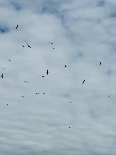 istock Group of white storks flies against the blue sky 1594157048