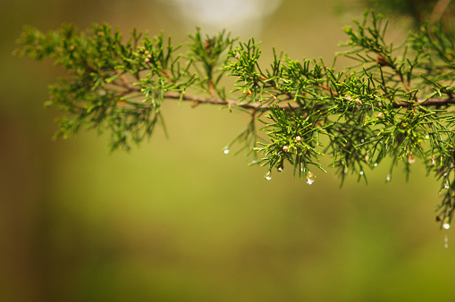 Raindrops on evergreen branch