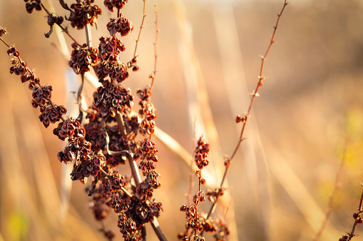 Dried plant during autumn golden hour