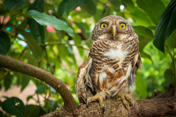 istock Beautiful owl Athene cunicularia perched on a branch as she folded her wings and stared straight ahead. 1594158464