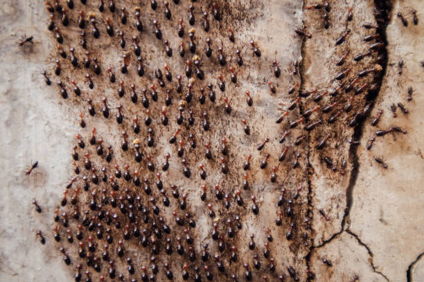 Ants are running in large groups to enter the nest. Ants are running in large groups to enter the nest. ant colony swarm of insects pest stock pictures, royalty-free photos & images