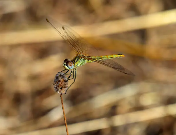 Photo of Female Red-veined Darter dragonfly - Sympetrum fonscolombii. Sintra, Portugal.