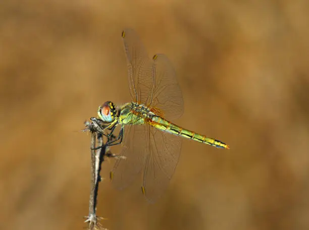 Photo of Female Red-veined Darter dragonfly - Sympetrum fonscolombii. Sintra, Portugal.