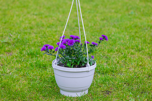 Terra cotta flower planters on wood deck