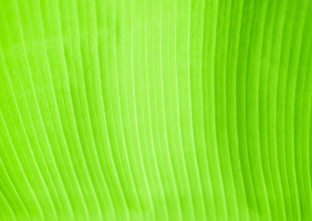 istock Soft focused of green banana leaf background 1594161174