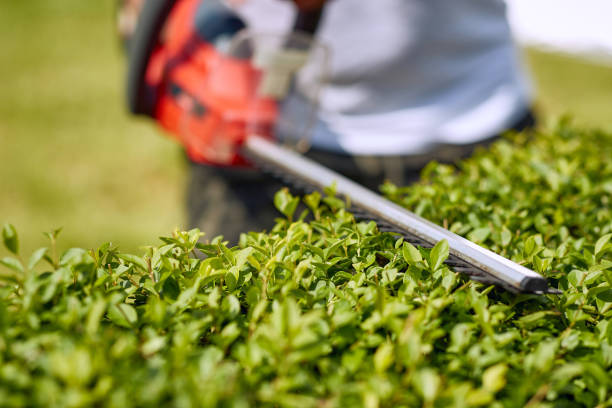 istock Trimming Perfection: Close-up View of Hedge Trimmer in Action 1594164392