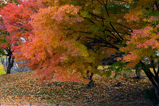 Autumn yellow tree leaves full frame. Horizontal image suitable for autumn time background, copy space available. Camino de Santiago, Galicia, Spain.