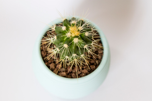 Top Viewed Cactus