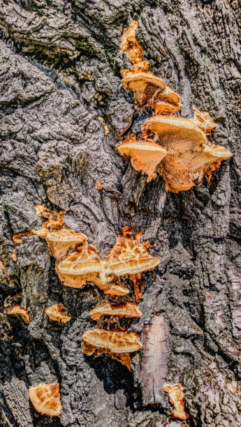 istock High Resolution Image of Orange Bracket Fungus Growing on Old Black Poplar Tree Deeply Grooved Bark 1594172627