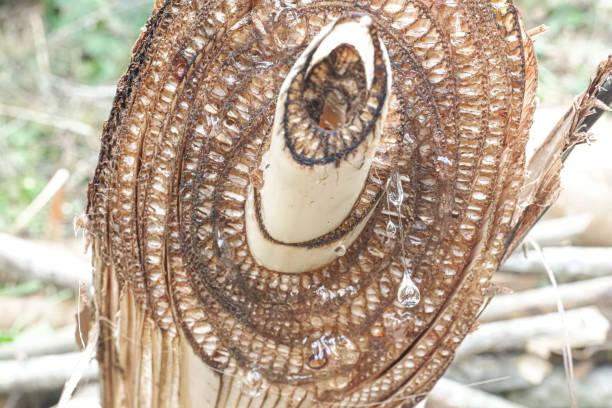 istock Texture A banana tree stump in the forest. 1594175818