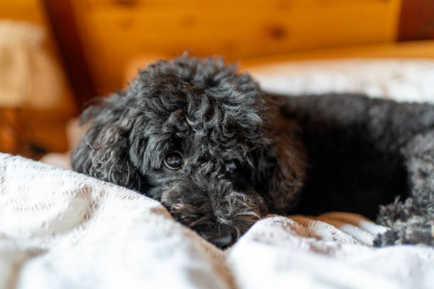 istock Cute poodle dog relaxing on a bed in a bedroom 1594177437