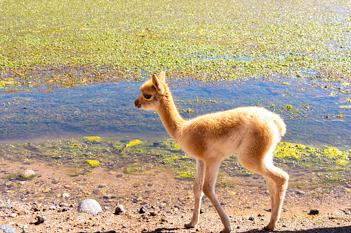 Vicuna babies at the edge of the water both stare directly into the camera near San Pedro de Atacama, Chile. The vicuna (Lama vicugna) is one of the two wild South American camelids.
