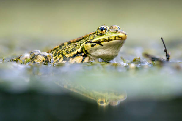 istock Close- up of a frog 1594182998