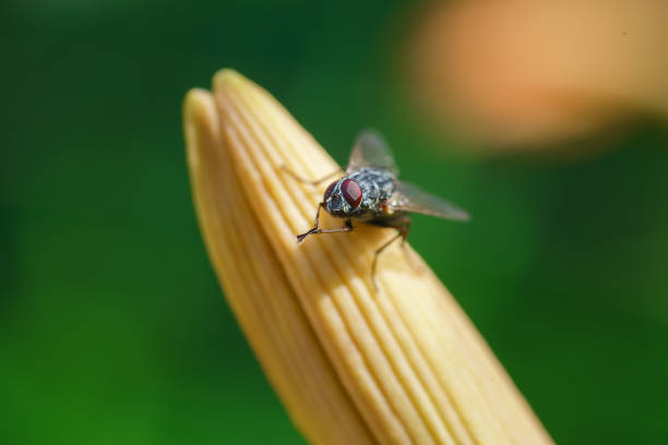 istock House fly, Fly, House fly on leaf.. 1594187493