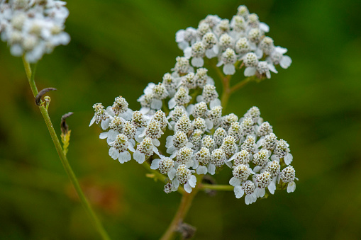 A macro photograph of the wildflower Yarrow in a meadow in Williamstown,  Oswego County,  New York.