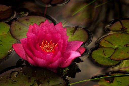 Landscaped garden pond with two magic big bright pink water lily or lotus flower Perry's Orange Sunset. Flower landscape for nature wallpaper with copy space. Selective focus