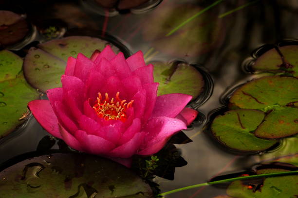 nymphaea james brydon lilly after the rain. - lotus flower single flower red imagens e fotografias de stock