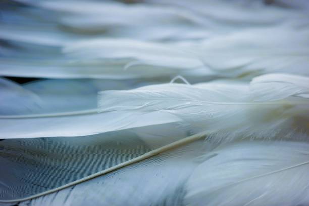 Feathers stock photo