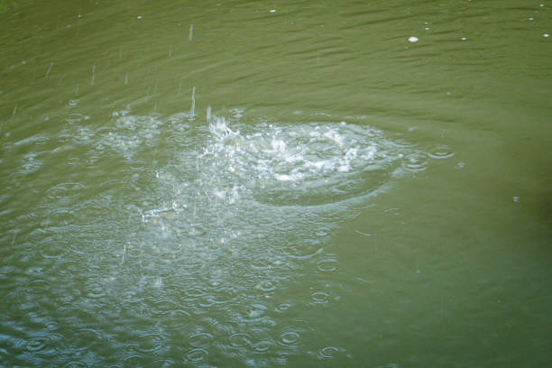 Ripples from the reaction of water thrown with a stone.