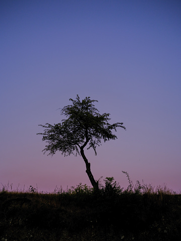 silhouette of a tree against the background of the night sky