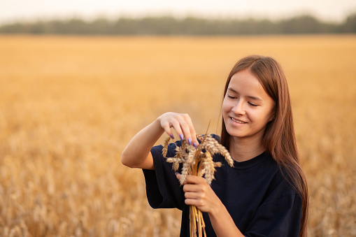teenager farmer in a wheat field collects grain, a girl student agronomist harvesting