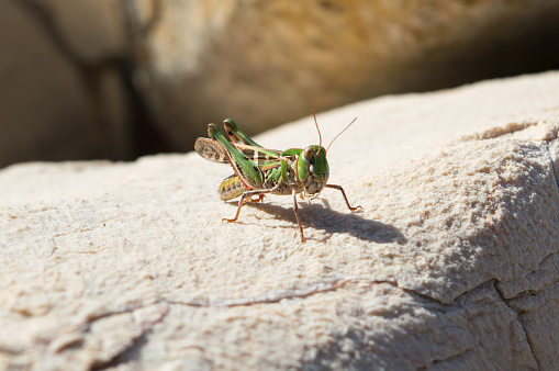 Green Handsome Cross Grasshopper, Oedaleus decorus, on a white rock by the sea, in Dalmatia, Croatia