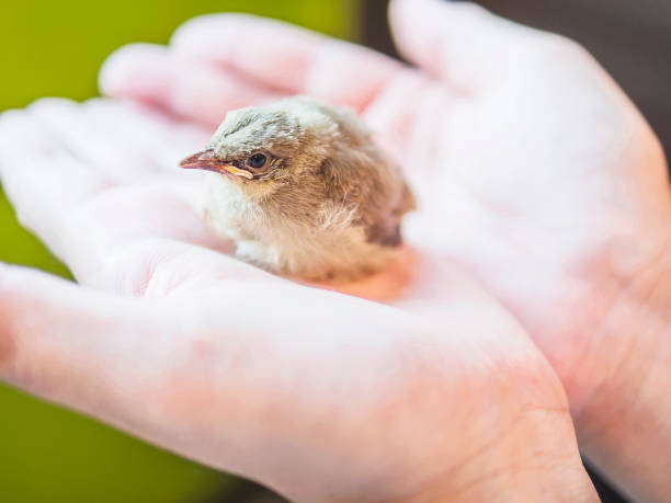 istock Baby bird in human hands 1594206553