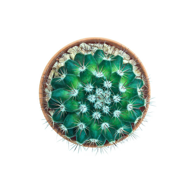 istock Top view of small cactus pot isolated over white 1594207116