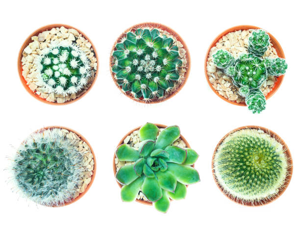 istock Top view of small cactus pots 1594207117