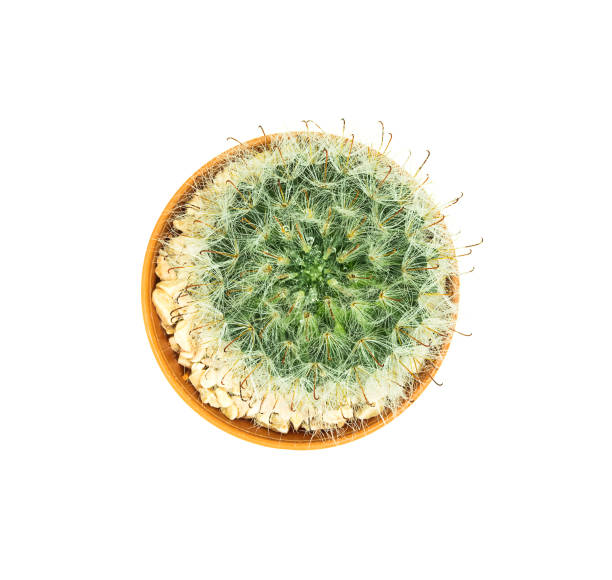 istock Top view of small cactus pot isolated over white 1594207175