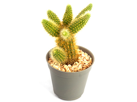 Cactus isolated on white background