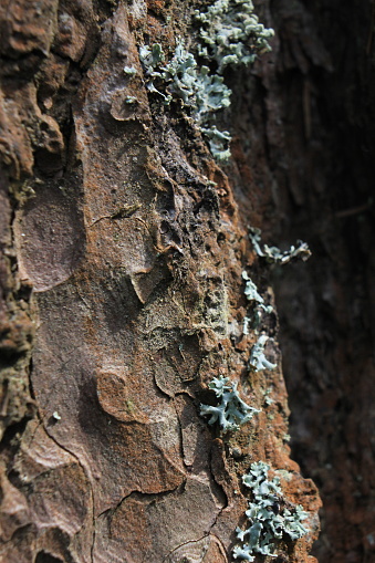 Wood bark on a tree