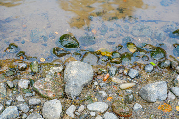 istock River and land sides or boundaries. 1594217925
