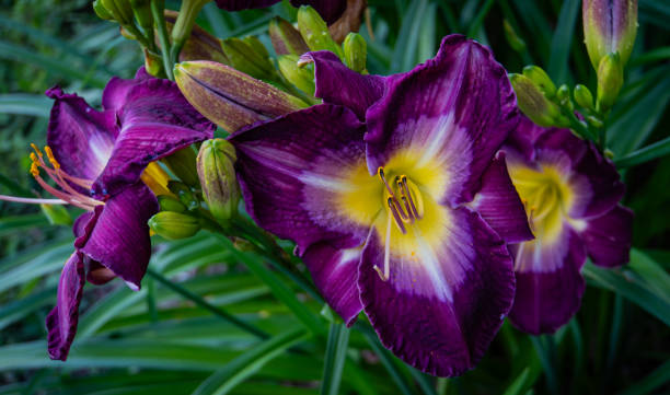 istock purple and yellow daylilies 1594223256