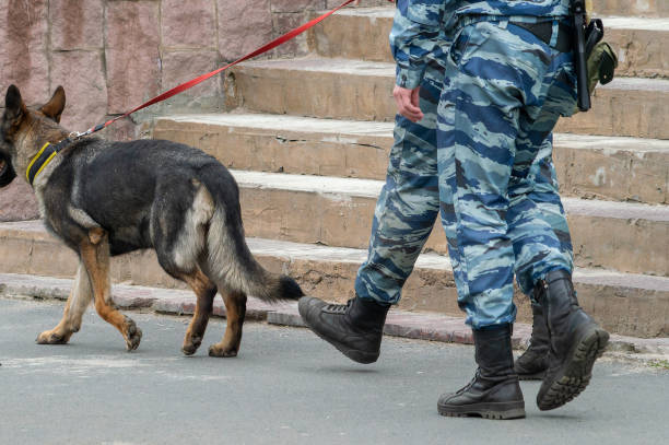 des hommes armés en tenue de camouflage avec un berger allemand - german shepherd police security alertness photos et images de collection