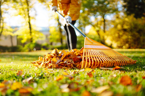 Cleaning up autumn fallen leaves. A pile of fallen leaves is collected with a rake on the lawn in the park. Seasonal gardening. Concept of volunteering.