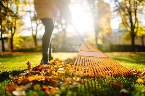 Cleaning up autumn fallen leaves. A pile of fallen leaves is collected with a rake on the lawn in the park. Seasonal gardening. Concept of volunteering.