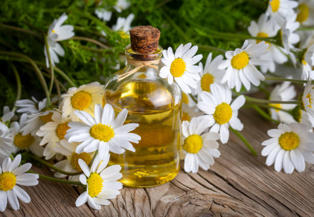 istock White daisy oil on the wooden background 1594251897