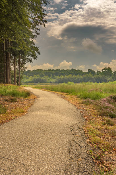 istock Walk and bike path in the woods 1594254294