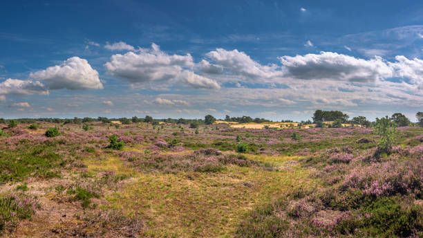 istock nature reserve Aekingerzand in Drenthe 1594254527