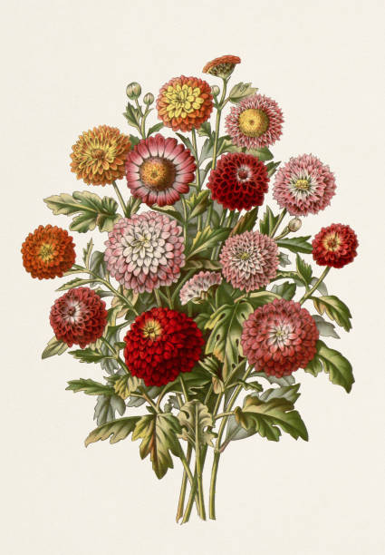 Vintage-style botanical flower artwork in full bloom. Chrysanthemums