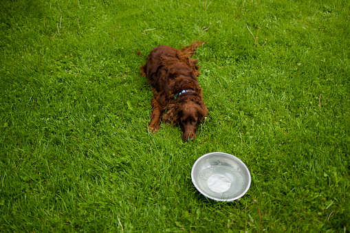 Adorable sad tired ginger setter dog is lying and relaxing on the green lawn grass after a walk. A metal bowl of water stands next to the puppy . High quality photo