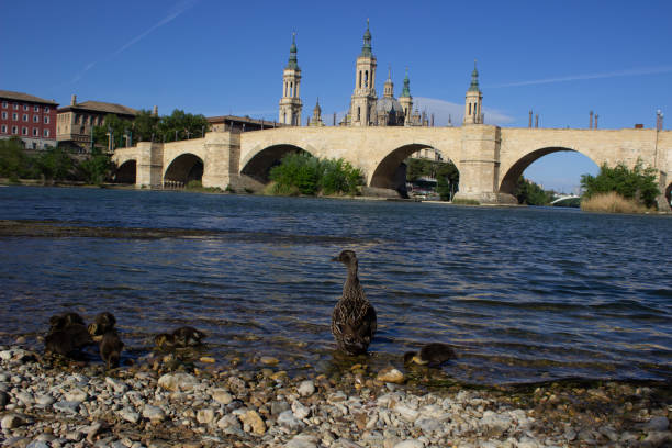 Family of ducks in the ebro river with the background of Zaragoza