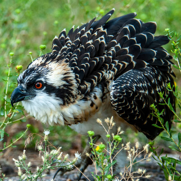 Fledgling Bird Young Animal - Free photo on Pixabay